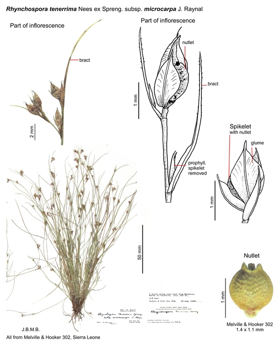 Rhynchospora tenerrima subsp. microcarpa