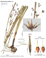 Rhynchospora triflora