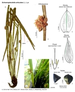 Schoenoplectiella articulata