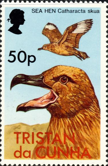 Stercorarius antarcticus hamiltoni Stercorarius antarcticus hamiltoni
