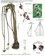 Schoenoplectiella brachyceras