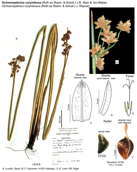 Schoenoplectiella corymbosa