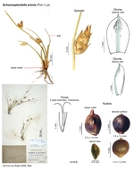 Schoenoplectiella erecta