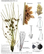 Schoenoplectiella juncea