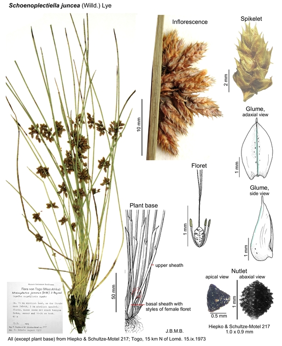 Schoenoplectiella juncea
