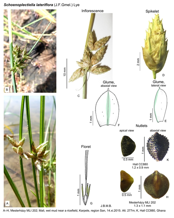 Schoenoplectiella lateriflora