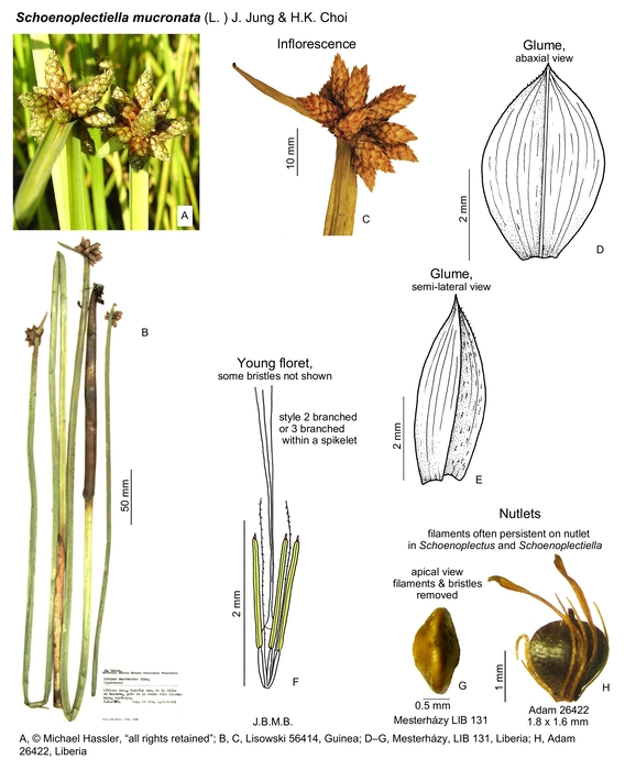 Schoenoplectiella mucronata
