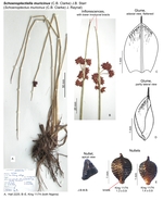 Schoenoplectiella muricinux