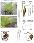Schoenoplectiella oxyjulos