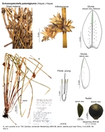 Schoenoplectiella patentiglumis