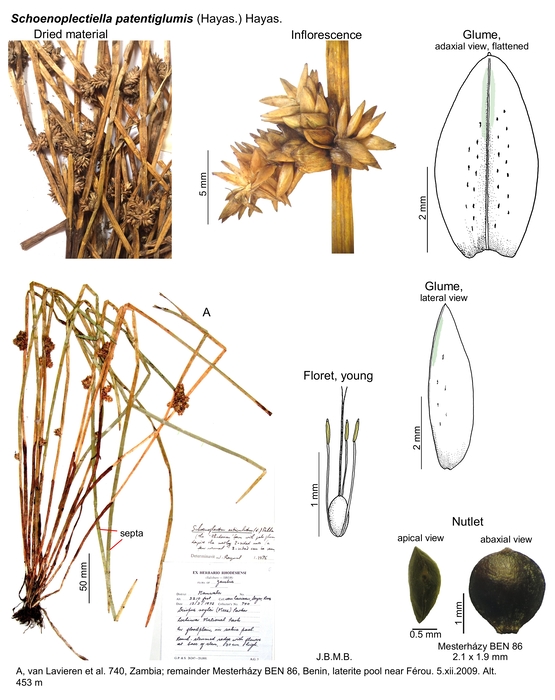 Schoenoplectiella patentiglumis