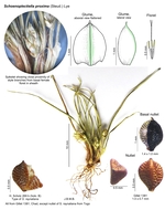 Schoenoplectiella proxima
