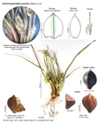 Schoenoplectiella proxima