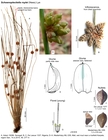 Schoenoplectiella roylei