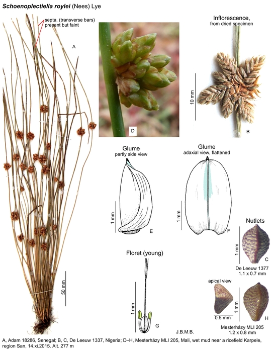 Schoenoplectiella roylei