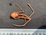 Sternostylus formosus - dorsal view