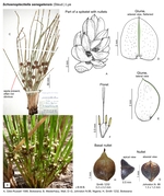 Schoenoplectiella senegalensis