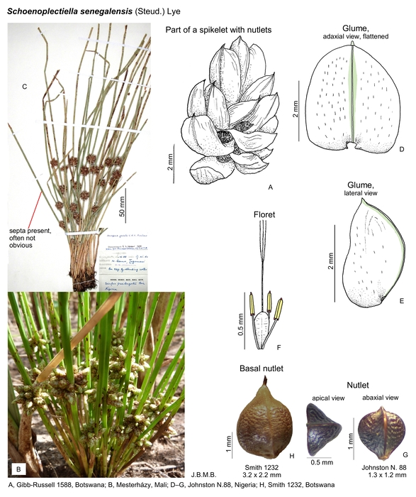 Schoenoplectiella senegalensis