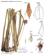Schoenoplectus scirpoides