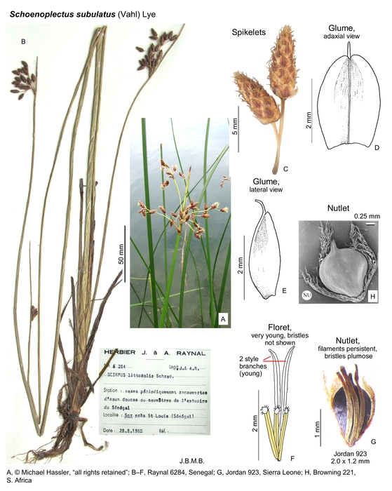 Schoenoplectus subulatus