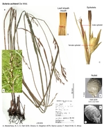 Scleria achtenii
