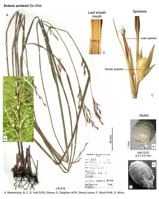 Scleria achtenii