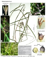 Scleria boivinii