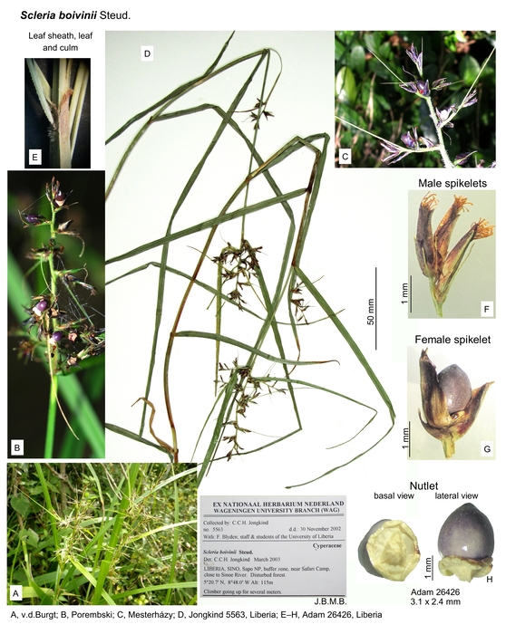 Scleria boivinii