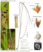 Scleria bulbifera