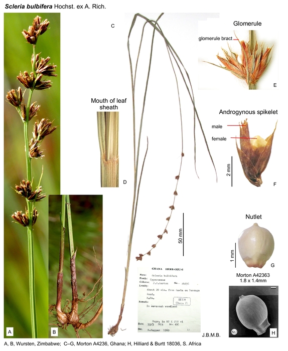 Scleria bulbifera