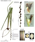 Scleria catophylla