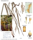 Scleria gaertneri