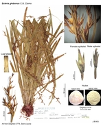 Scleria globonux