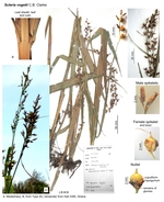 Scleria vogelii