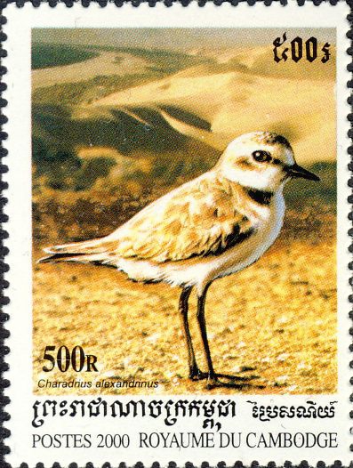 Charadrius alexandrinus Charadrius alexandrinus