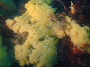 Celtodoryx ciocalyptoides