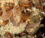 Polymastia harmelini exhalant papilla