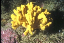 Axinella verrucosa photo Thierry Pez
