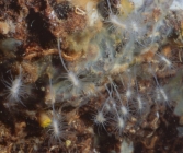 Asbestopluma hypogea in 3PPs cave 