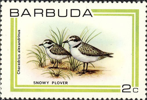 Charadrius alexandrinus Charadrius alexandrinus