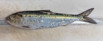 Alosa sapidissima - large