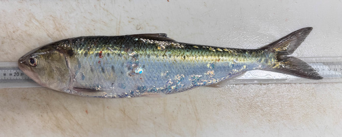 Alosa sapidissima - large
