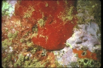 Hamigera hamigera