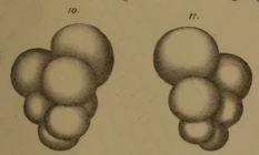 Bulimina pygmaea Egger, 1857