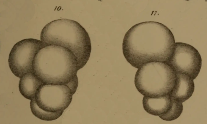 Bulimina pygmaea Egger, 1857