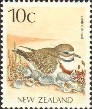 Charadrius bicinctus Charadrius bicinctus