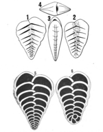 Spiroplecta wrighti Silvestri, 1903