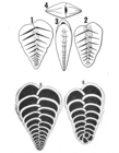Spiroplecta wrighti Silvestri, 1903
