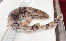 Scyliorhinus retifer - view