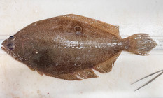 Hippoglossina oblonga